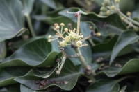 directory_images/Pflanzen im Spreewald/7 Laubbaeume und Straeucher/Araliengewaechse/Efeu-Gewoehnlicher-2d_Hedera-helix.jpg